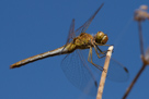 Sympetrum meridionale
